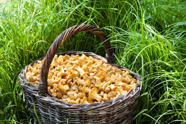 Wiklinowy kosz z dzikich grzybów kurki na tle trawy — Zdjęcie stockowe