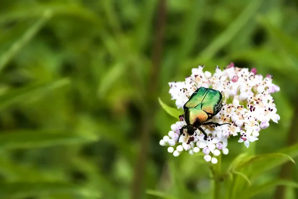 로즈 꽃무지아과 또는 그린 로즈 꽃무지아과로 불리는 세타 니 아 aurata — 스톡 사진