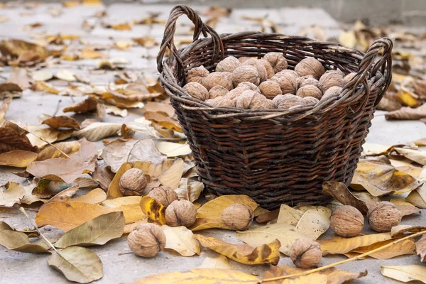 Vlašské ořechy v proutěném koši na pozadí spadlých žlutých listů — Stock fotografie