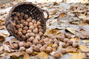 Hasır sepetin içindeki cevizler, düşmüş sarı yapraklar.