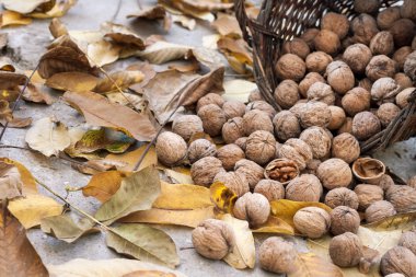 Hasır sepetin içindeki cevizler, düşmüş sarı yapraklar.