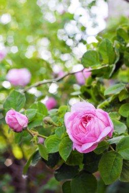 Rosa Centifolia (Rose des Peintres) yeşil bahçe arka plan üzerinde çiçek kapatmak