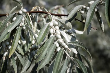Elaeagnus angustifolia dalına yakın plan (genellikle Rus zeytin, gümüş dut, oleaster, İran zeytini veya yabani zeytin dalı olarak adlandırılır))