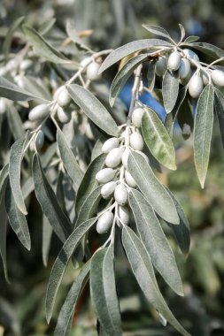 Elaeagnus angustifolia dalına yakın plan (genellikle Rus zeytin, gümüş dut, oleaster, İran zeytini veya yabani zeytin dalı olarak adlandırılır))