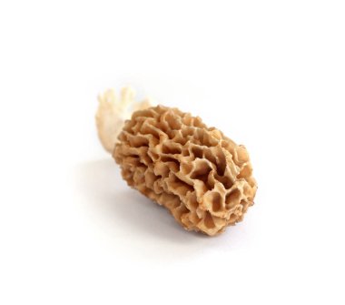 morel mantarlı beyaz zemin üzerine izole 