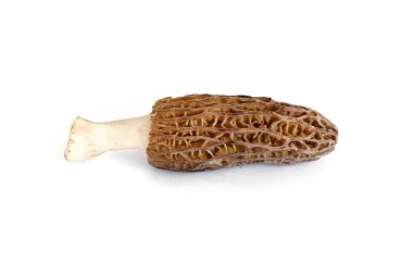 Morel mushroom isolated on white background with clipping path clipart
