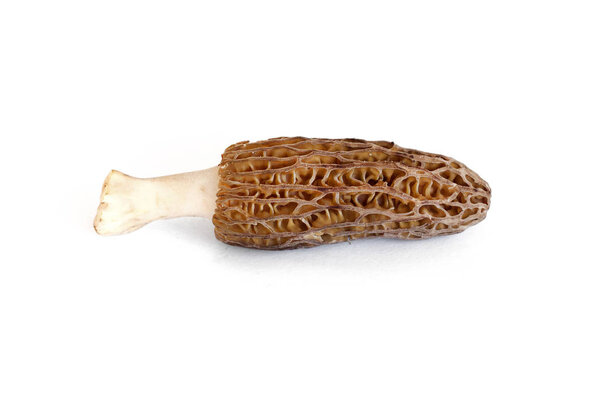 Morel mushroom isolated on white background with clipping path