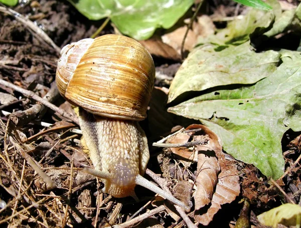 Snail closeup in natural environment — Stock Photo, Image