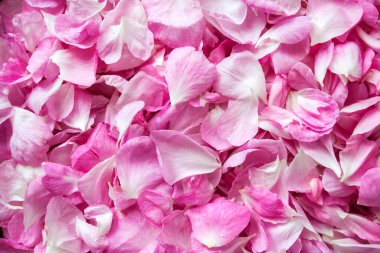 Taze pembe gül yaprakları. Düz yatıyordu