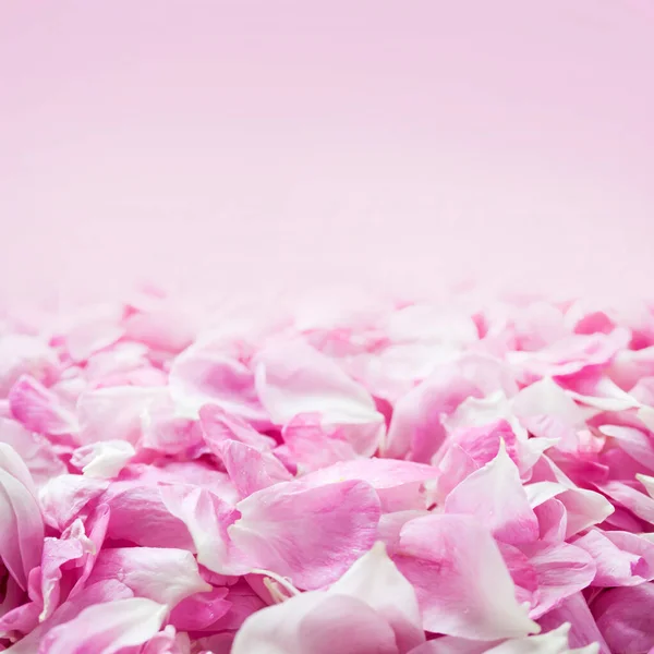 Fresh Pink Rose Petals Background Copy Space — Stock Photo, Image