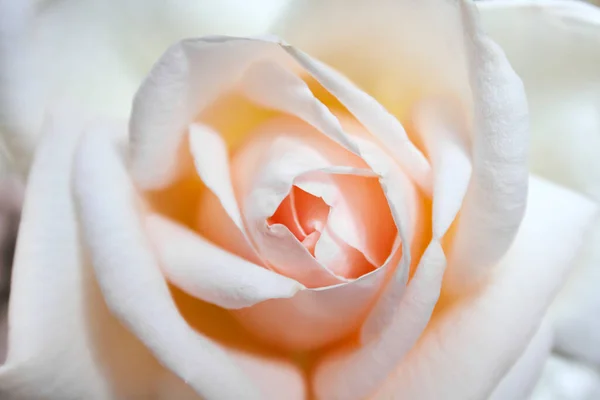 Beautiful Rose Flower Closeup Natural Background Shallow Depth — Stock Photo, Image