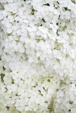 Çiçek açan beyaz Annabelle Ortanca Ağaç Ceninleri (yaygın olarak pürüzsüz ortanca, vahşi ortanca veya yedi ağaç kabuğu olarak bilinir). Yakın çekim.