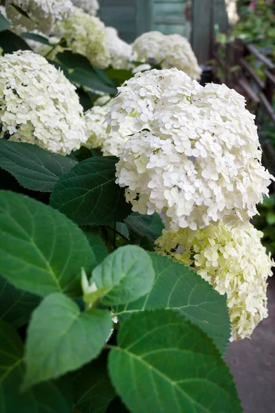 Annabelle Blanche Fleurs Hydrangea Arborescens Communément Appelée Hydrangée Lisse Hydrangée — Photo