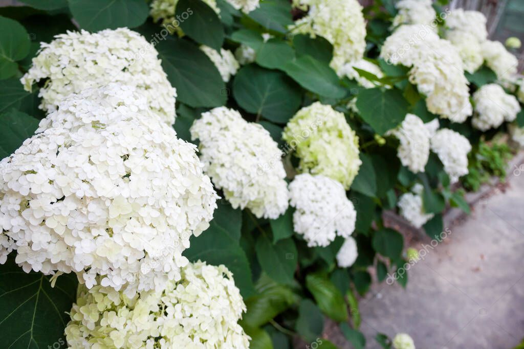 Blooming white Annabelle Hydrangea arborescens (commonly known as smooth hydrangea, wild hydrangea, or sevenbark)