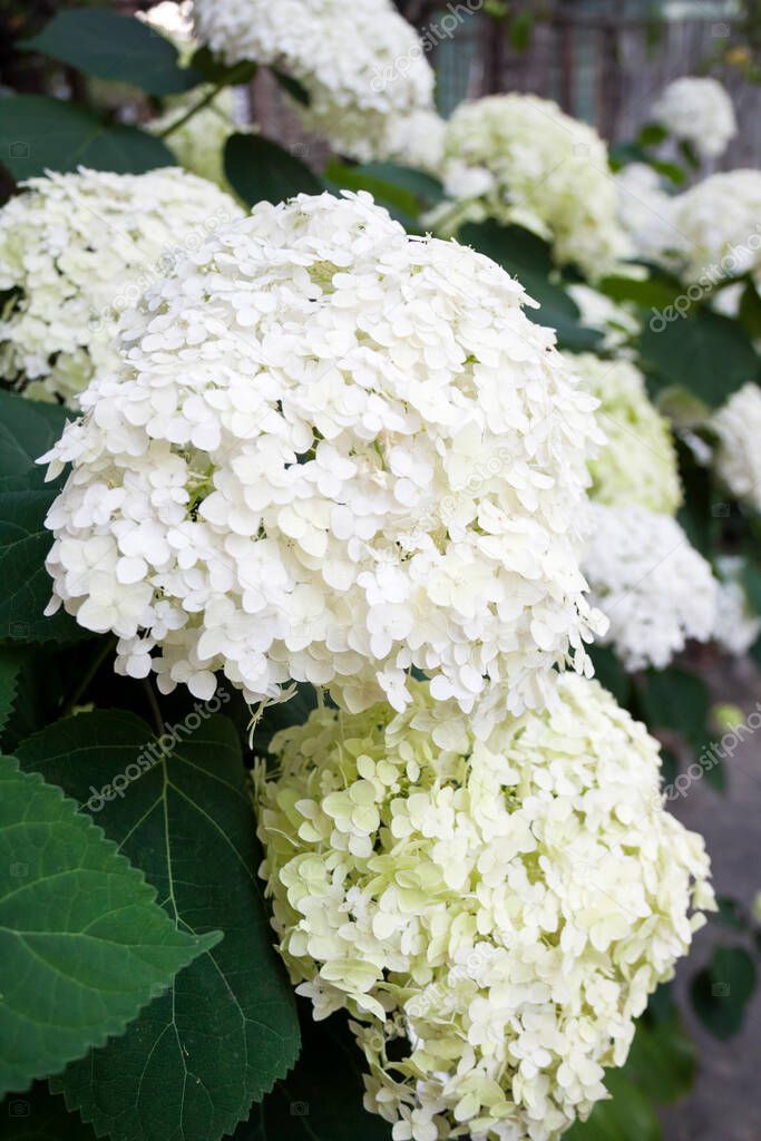 Blooming white Annabelle Hydrangea arborescens (commonly known as smooth hydrangea, wild hydrangea, or sevenbark)