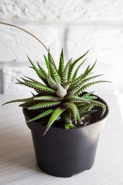 Haworthia bitkisi (Haworthiopsis fasciata) bir masanın üzerindeki plastik kapta