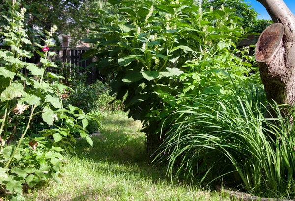 Jardín Verde Con Corteza Árbol Viejo Hierba Día Soleado — Foto de Stock