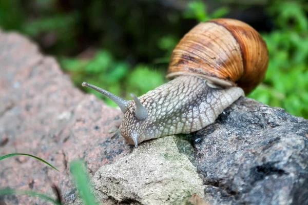 Caracol Borgoña Helix Pomatia Caracol Ambiente Natural Primer Plano — Foto de Stock