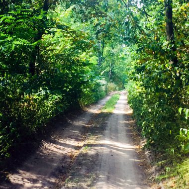 Kırsal kesimde yeşil yaprak döken ağaçlarla dolu resimli orman yolu..
