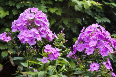 Mor bahçe Phlox yeşil bahçe arka planına yakın çekim.