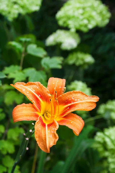 在绿色花园的背景下 Orande Day Lily Flower Close — 图库照片