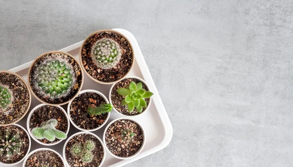 Kolekcja Kaktusów Roślin Soczystych Małych Papierowych Kubkach Tacy Domowy Ogród — Zdjęcie stockowe