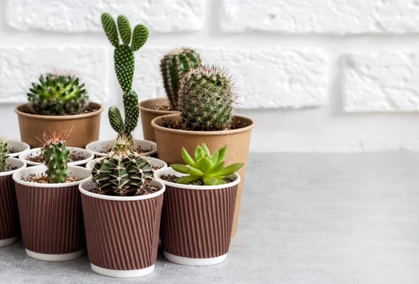 Cactus and succulent plants collection in small paper cups. Home garden. Copy space — Stock Image Cactus Succulent Plants Collection Small Paper Cups Home Garden Copy Stock Image