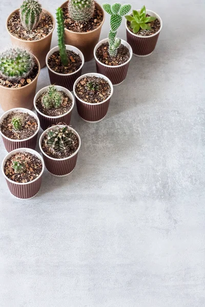 Cactus and succulent plants collection in small paper cups. Home garden. Copy space — Stock Image Cactus Succulent Plants Collection Small Paper Cups Home Garden Copy Royalty Free Stock Photos