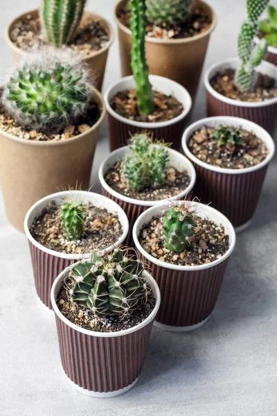 Coleção Cactos Plantas Suculentas Copos Papel Pequenos Casa Jardim — Fotografia de Stock