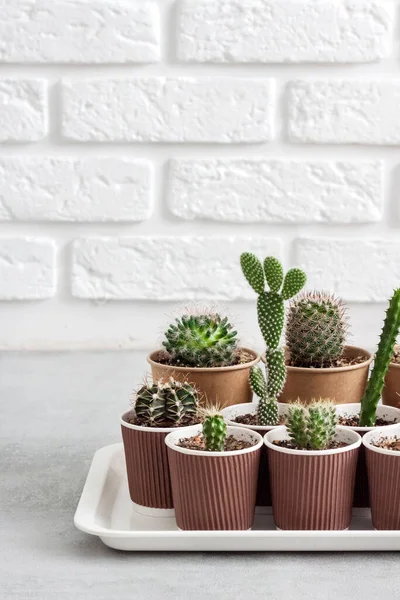 Collection Cactus Plantes Succulentes Dans Petites Tasses Papier Sur Plateau — Photo