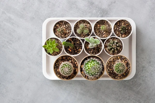 Collection Cactus Plantes Succulentes Dans Petites Tasses Papier Sur Plateau — Photo