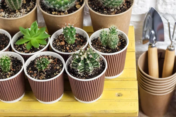 Collection Cactus Plantes Succulentes Dans Des Tasses Papier Sur Une — Photo