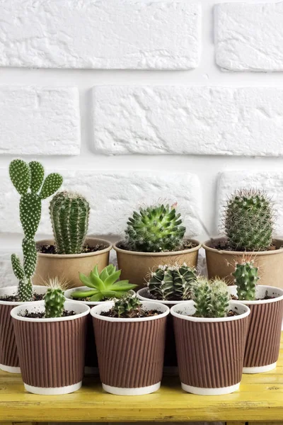 Cactus and succulent plants collection in paper cups on small yellow table on white brick wall background. Home garden. Copy space — Stock Image Cactus Succulent Plants Collection Paper Cups Small Yellow Table White Stock Picture