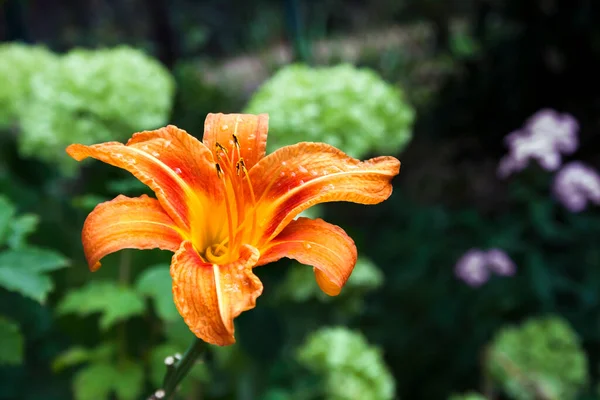 橙色百合花特写在绿色花园的背景下 — 图库照片