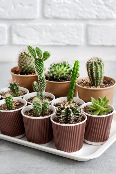 Collection Cactus Plantes Succulentes Dans Petites Tasses Papier Sur Plateau — Photo