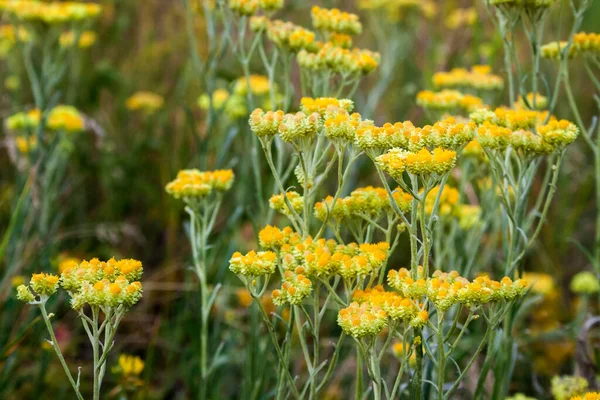 Fleurs Fleur Éternelle Helichrysum Arenarium Gros Plan — Photo