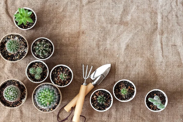 Cactus Sappige Planten Collectie Kleine Papieren Kopjes Thuis Tuin Vlakke — Stockfoto