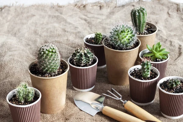 Cactus Sappige Planten Collectie Kleine Papieren Kopjes Huis Tuin — Stockfoto
