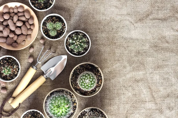 Cactus Sappige Planten Collectie Kleine Papieren Kopjes Thuis Tuin Vlakke — Stockfoto