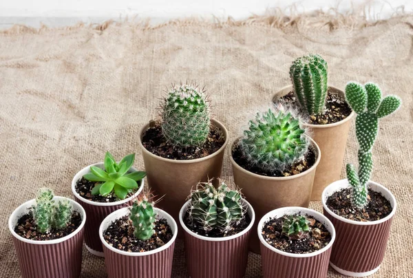 Cactus Sappige Planten Collectie Kleine Papieren Kopjes Thuis Tuin Kopieerruimte — Stockfoto