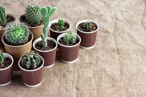 Kaktus Dan Koleksi Tanaman Yang Lezat Dalam Cangkir Kertas Kecil — Stok Foto