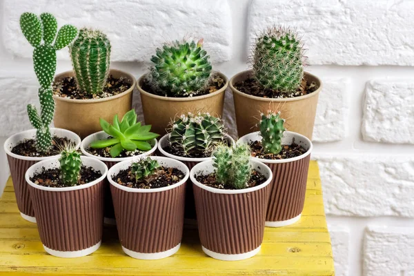 Coleção Cactos Plantas Suculentas Copos Papel Pequena Mesa Amarela Sobre — Fotografia de Stock