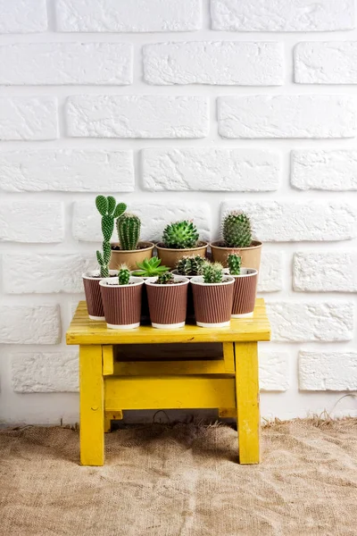 Cactus Succulent Plants Collection Paper Cups Small Yellow Table White — Stock Photo, Image