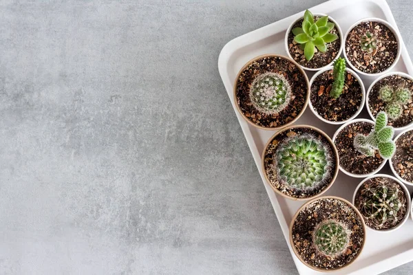 Cactus Sappige Planten Collectie Kleine Papieren Kopjes Een Dienblad Thuis — Stockfoto