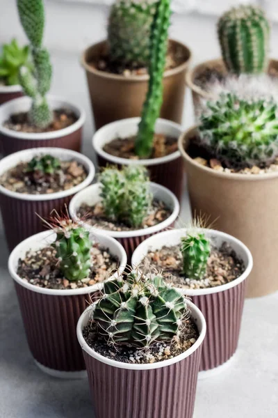 Coleção Cactos Plantas Suculentas Copos Papel Pequenos Casa Jardim — Fotografia de Stock