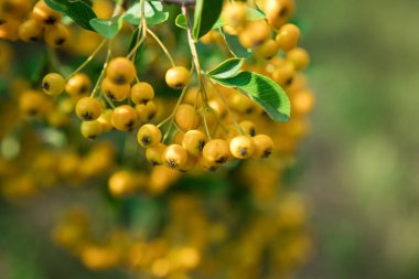Bahçedeki sarı diken liselerinin güzel fotoğrafı. Sanny gün meyve bahçesi.