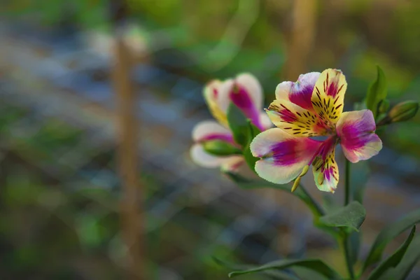 Bahçe içinde güzel alstroemeria