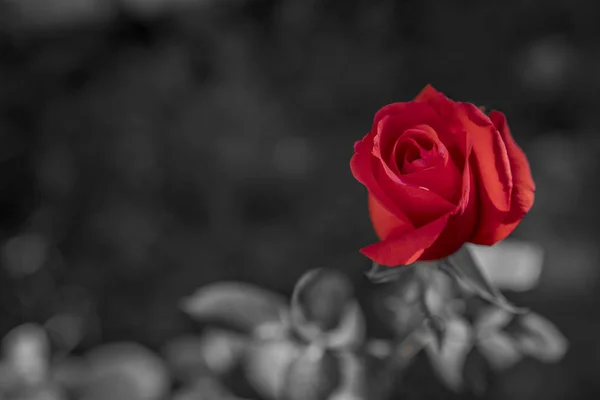 Rosa Vermelha Bonita Romântica Fundo Preto Branco Para Cartões Saudação — Fotografia de Stock