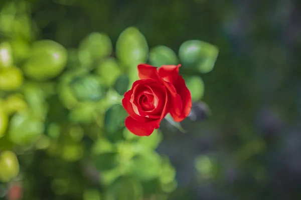 güzel ve romantik kırmızı gül - makro çekim