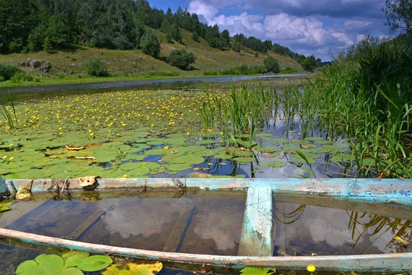 çiçek dünya Nehri üzerinde
